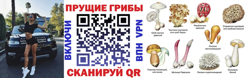 Псилоцибиновые грибы MAGIC MUSHROOMS  Купить  Камбарка 